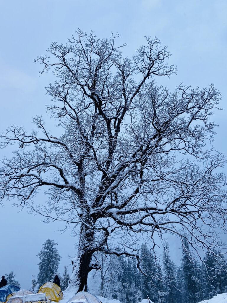 Snow covered tree on Kuari Pass Trek - ShepherdTrail Blog