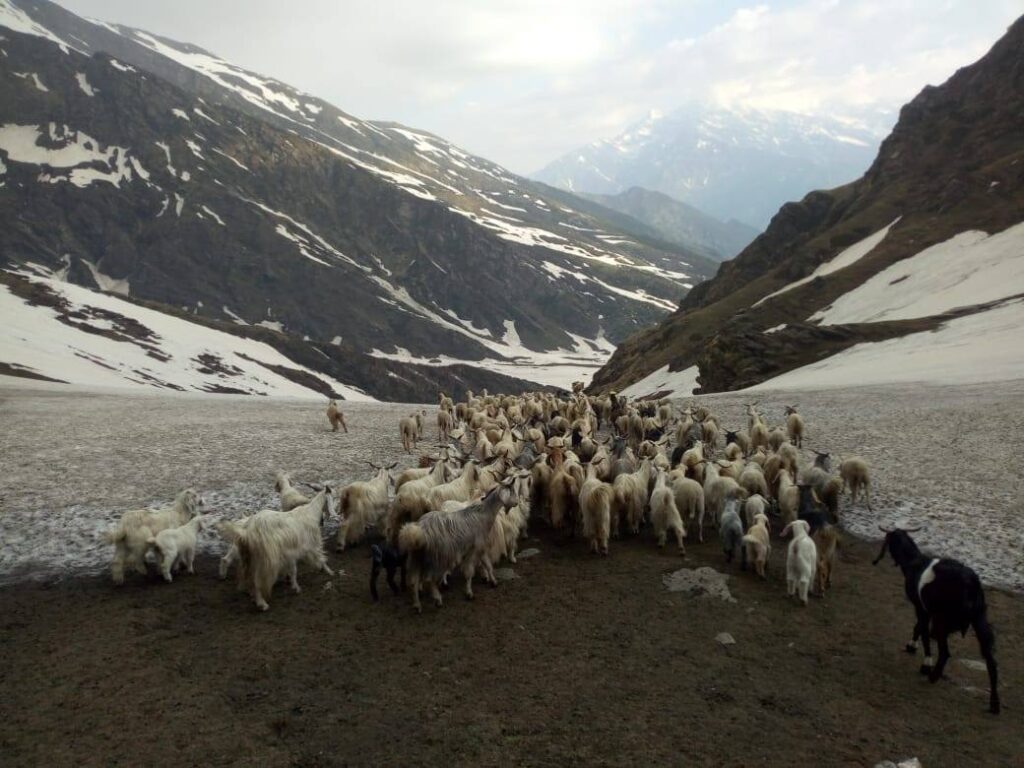 Gaddi Shepherd Crossing the Jalsu Pass