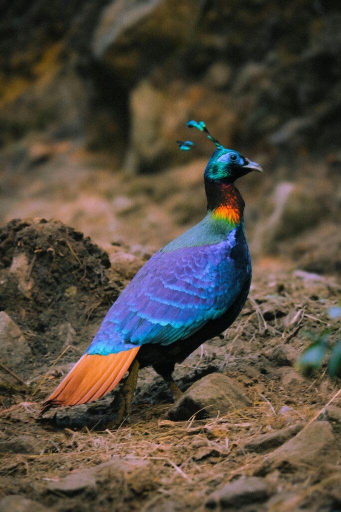 Himalayan Monal