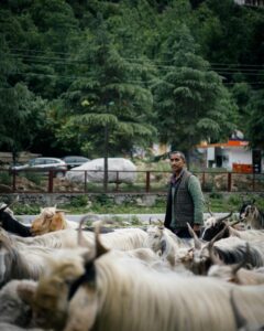 Gaddi Shepherds on the road with his flock
