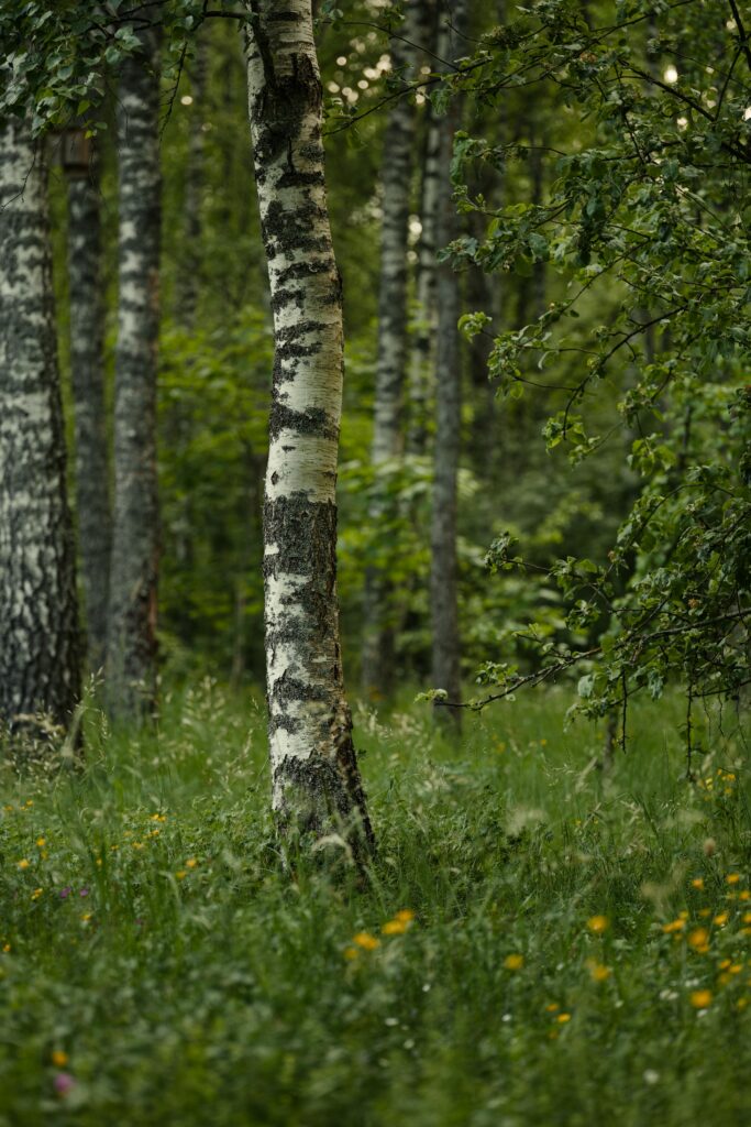 Himalayan Birch | Bhojpatra Tree