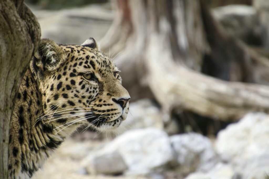 A snow Leopard Leaning Behind Tree