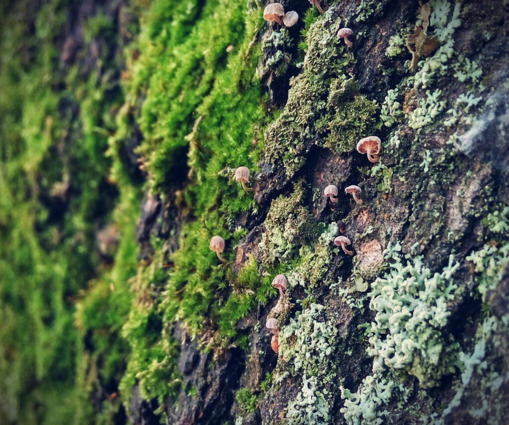 Hiking Facts
