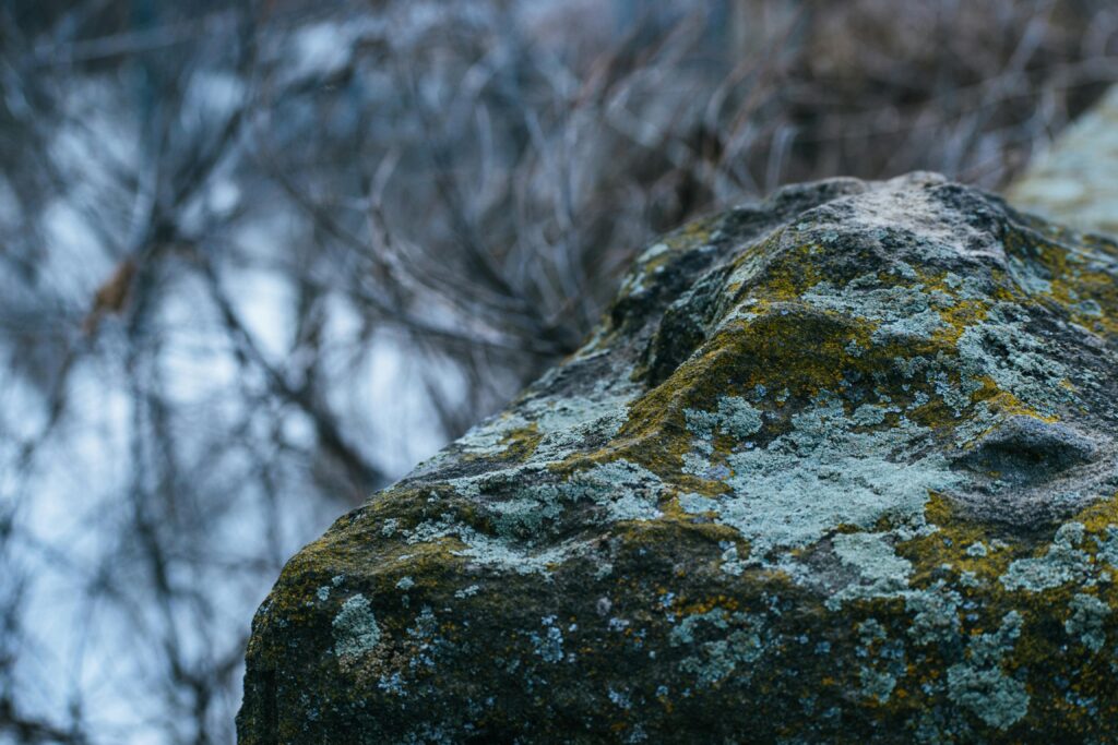 Hiking Facts for kids - Lichen on a rock