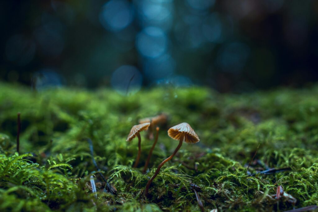 Hiking Facts for kids - wild mushroom