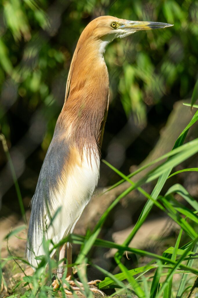 Hiking Facts for kids - bar-tailed godwit